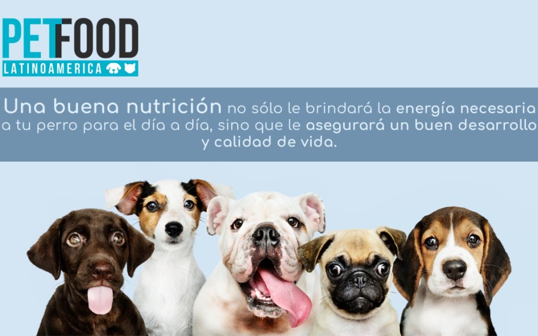Nutrición canina por etapas